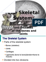 skeletalsystem