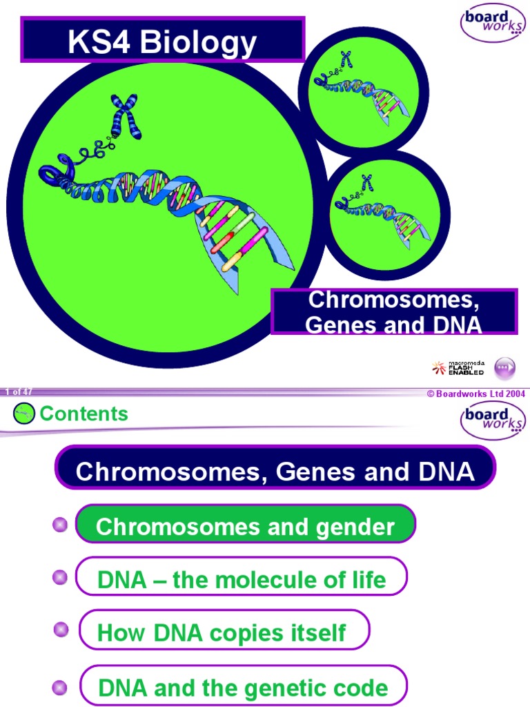 KS4 Chromosomes Genes DNA Boardworks 1yu7k3x | PDF | Dna | Genetics