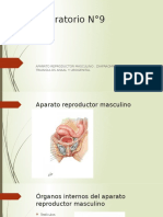 Diafragma Pelvico, Organos Genitales Masculinos