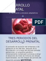 Desarrollo Prenatal