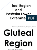 2.01b Gluteal Region Posterior Lower Extremities