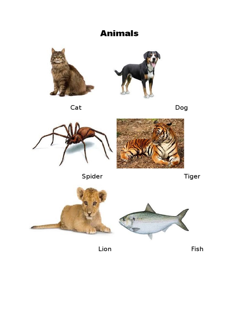 Animals | PDF | Young Adult
