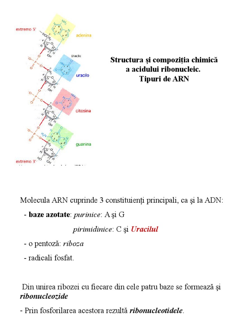 ARN. Tipuri de ARN | PDF