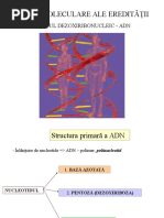 Structura primara si secundara a ADN, curs VI, VII.ppt