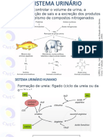 Sistema urinario