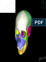 OU-HCOM 3D Skull Highest-Res