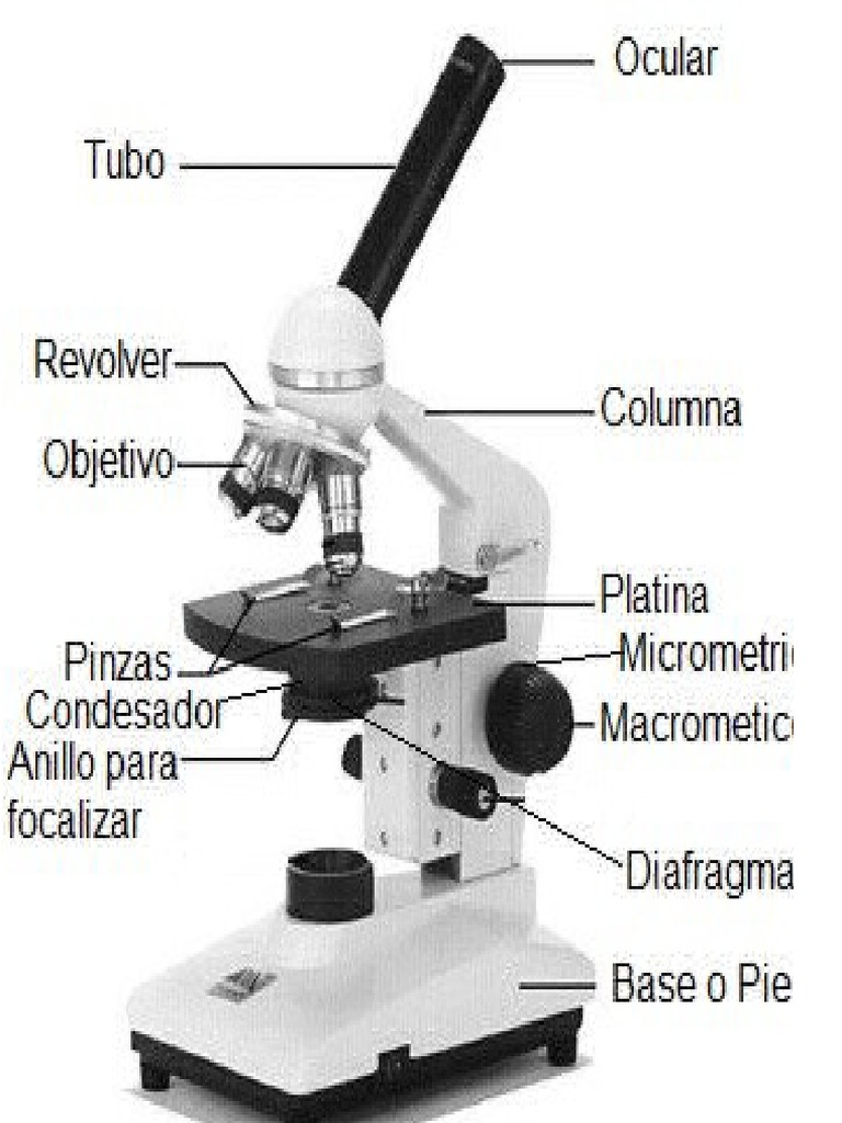 Evolución y tipos de microscopios | PDF | Microscopio | Microscopía