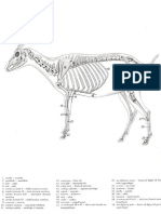 6 Vet Anatomy PDF