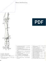 5 Vet Anatomy PDF