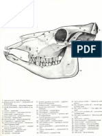 1 Vet Anatomy PDF
