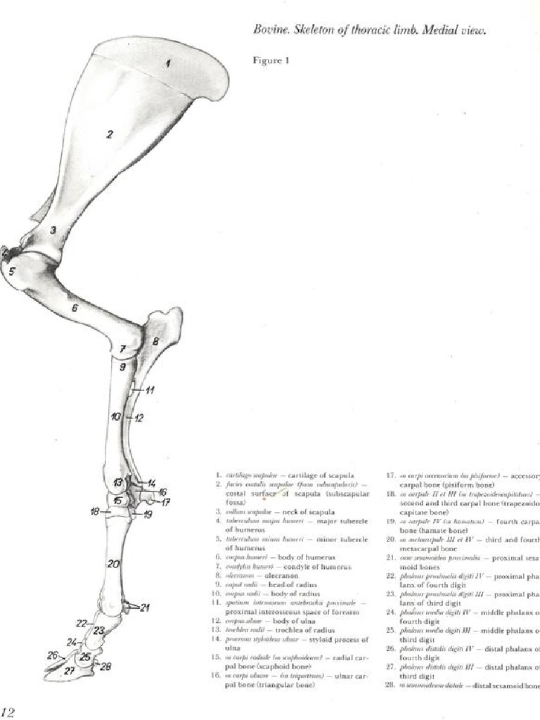 2 Vet Anatomy PDF | PDF