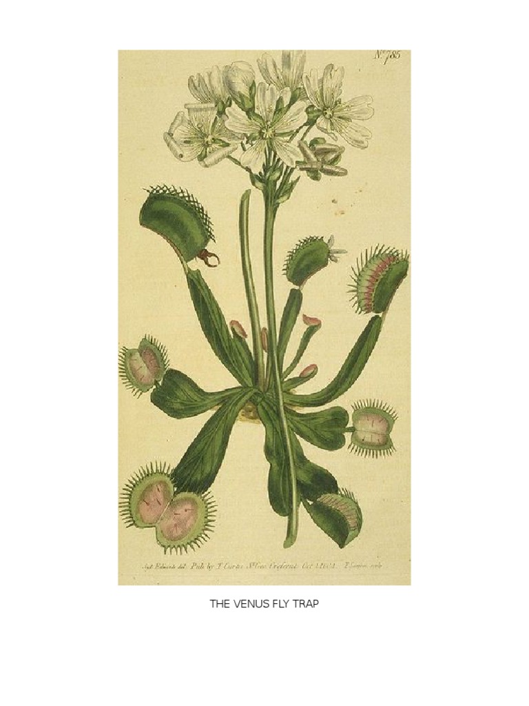 The Venus Fly Trap | PDF