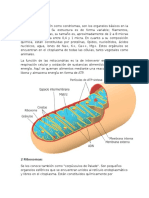 1 Mitocondrias