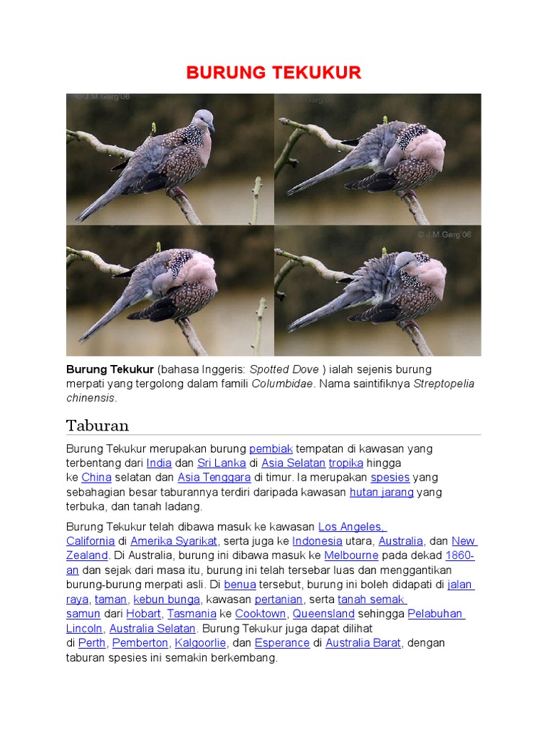 The Burung Tekukur Jantan Dan Betina Mun New York