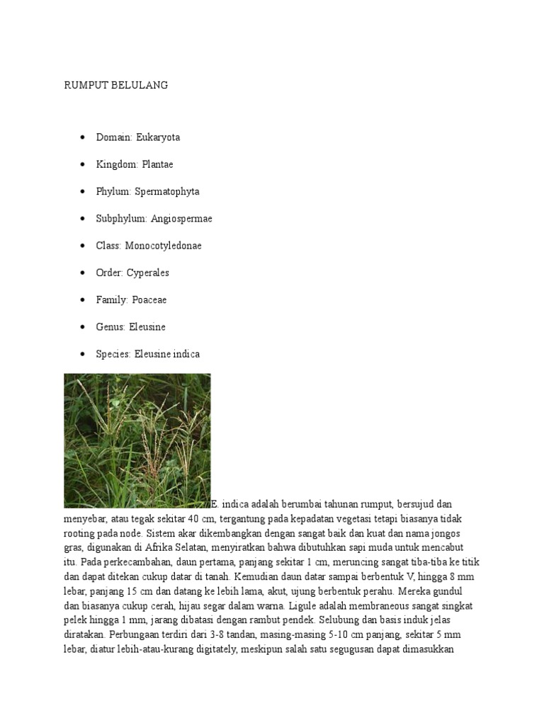 Rumput Belulang | PDF