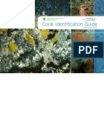 Coral Id Guide Updated PDF