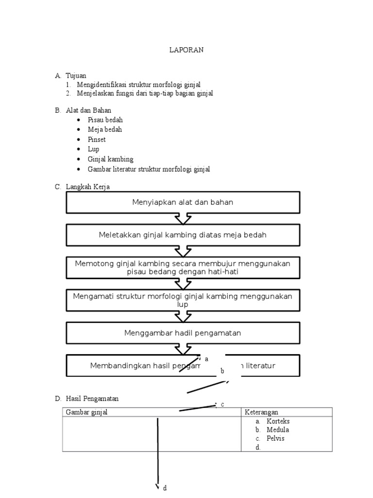 Unduh 400 Gambar Ginjal Kambing Terbaik Gratis HD