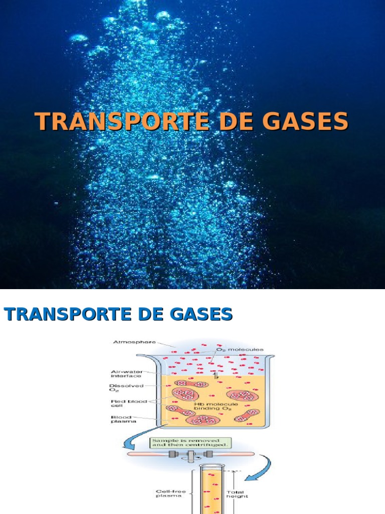 Transporte de Gases | PDF | Hemoglobina | Sangre