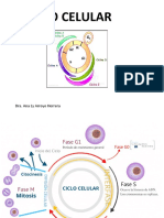 Ciclo Celular