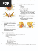 Download Pelvis amp Perineum by rohanshah1 SN32969196 doc pdf