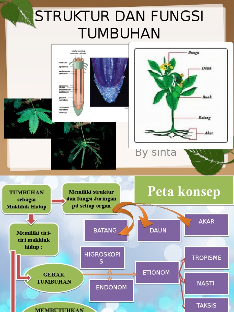 205938953 Kelas 8 Struktur Dan Fungsi Tumbuhan Pptx