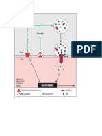 NK Cells