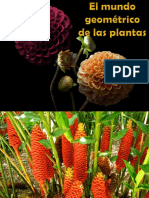 1 El Mundo Geometrico de Las Plantas