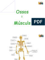Ossos I Musculs