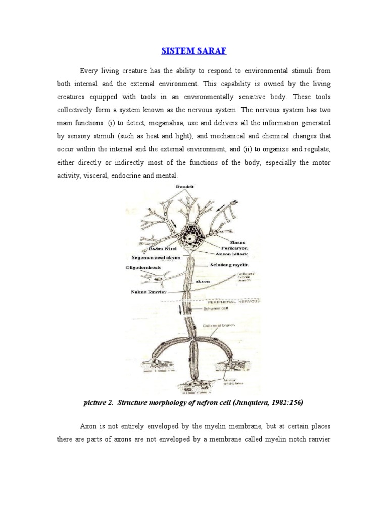 Understanding the Nervous System Functions | PDF | Science & Mathematics
