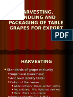 Harvesting - Handling and Packaging of Table Grapes