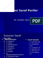 5-17 ANATOMI SARAF PERIFER.ppt
