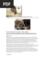 Las Abejas Sin Aguijón