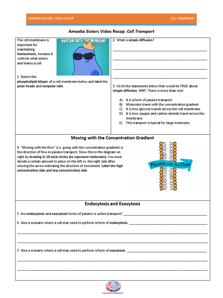 video-recap-of-cell-transport-by-amoeba-sisters-cell-membrane-ion-channel