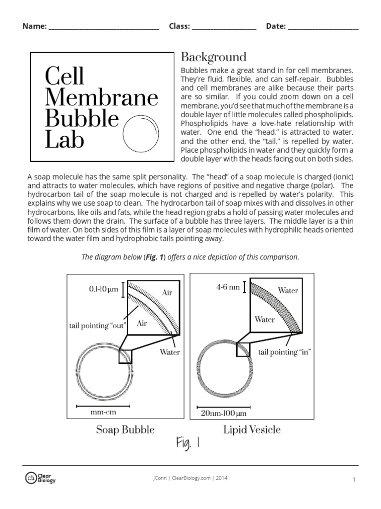 Cell Membrane Bubble Lab Cell Membrane Lipid Bilayer