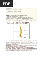 Conhecendo a Coluna Vertebral