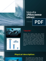 Vaquita (Animal en Peligro de Extinción)