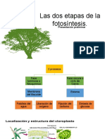 Las Dos Etapas de La Fotosíntesis