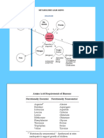 Amino Acid Metabolism and Nitrogen Balance