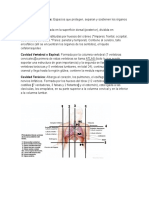 Anatomia Clases Resumen, Cavidades y Huesos