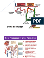 Urine Formation