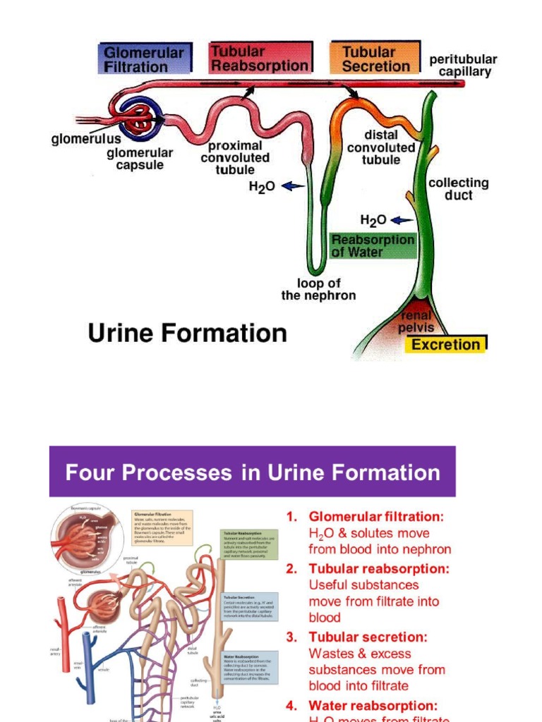 urine-formation-pdf