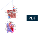 anatomi kardiovaskuler