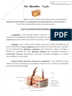 Ficha Informativa e Formativa A Pele