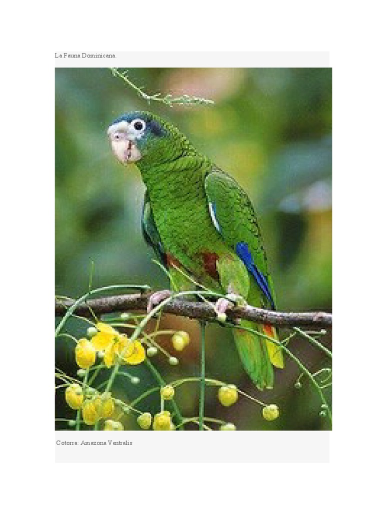 Fauna Nativa de la República Dominicana | PDF | Especies introducidas ...