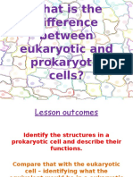 What Is The Diff Eukaryotic and Prokaryotic Cells