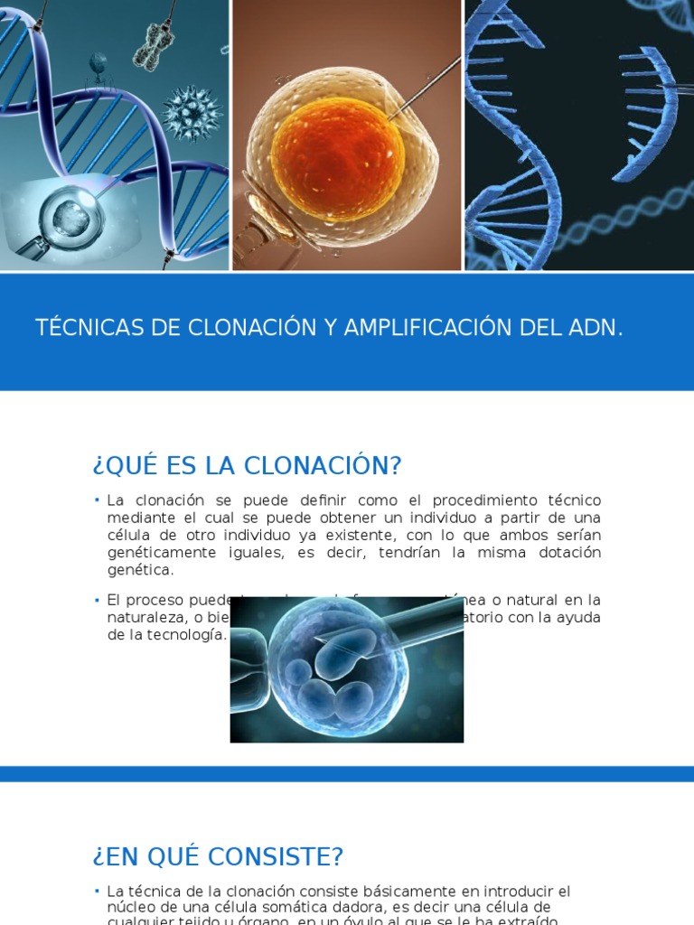 Técnicas de Clonación y Amplificación Del ADN Secuencia ADN Clonación