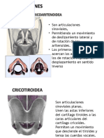 Anatomia Diapos