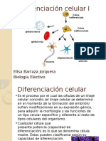 Diferenciación Celular
