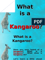 About Kangaroos