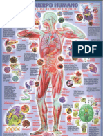 El-Cuerpo-Humano-General.pdf